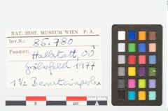 Foto von Bernsteinperle (NHMW-PRAE-085780)